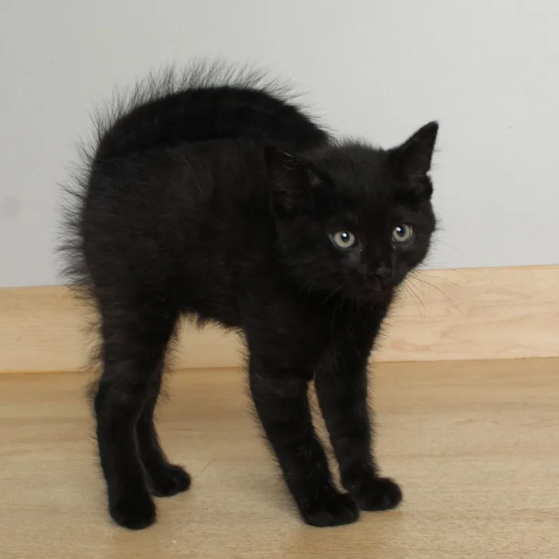 Black Licorice C thumbnail 2
