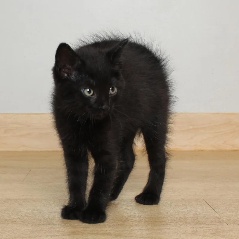 Black Licorice C thumbnail 3