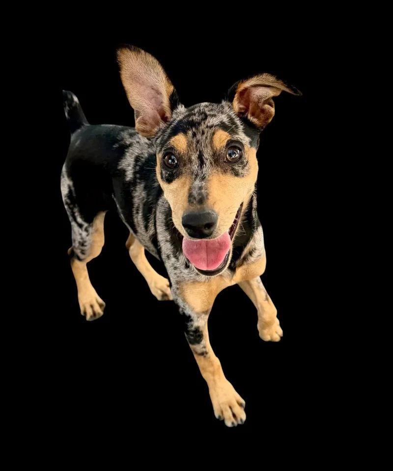 A baby small-sized female Miniature Pinscher dog named Willow for adoption in Penrose, CO