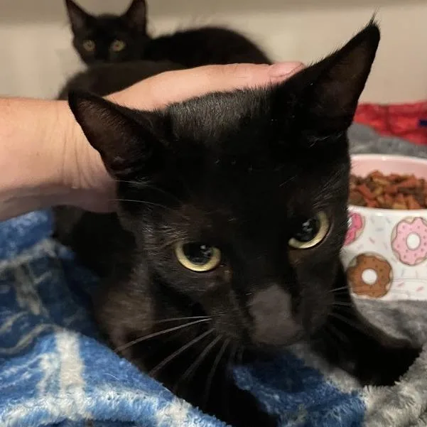 An adult medium-sized female Black Domestic Short Hair cat named Mama for adoption in Port Charlotte, FL