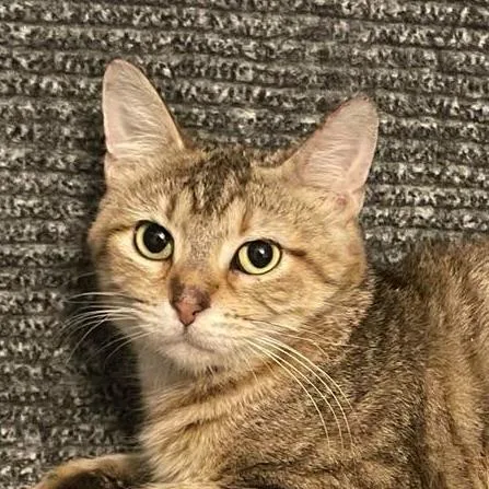 A baby small-sized female Domestic Short Hair cat named Fantasy for adoption in Chicago, IL