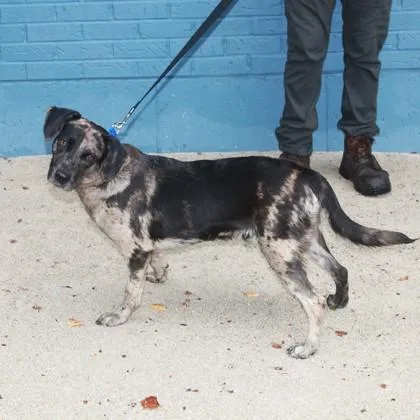 A young medium-sized male Mixed Breed dog named Roo+ for adoption in Elk Grove Village, IL