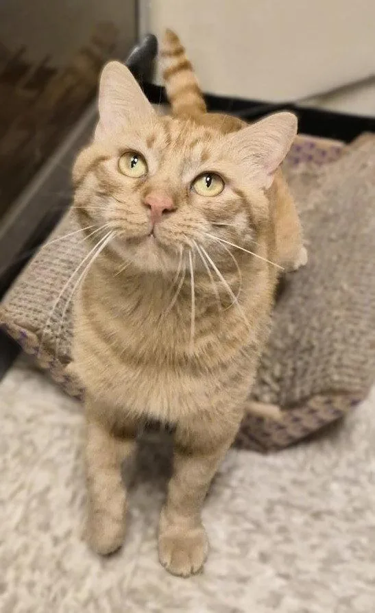 An adult medium-sized male Orange / Red Domestic Short Hair cat named Mac for adoption in Herndon, VA