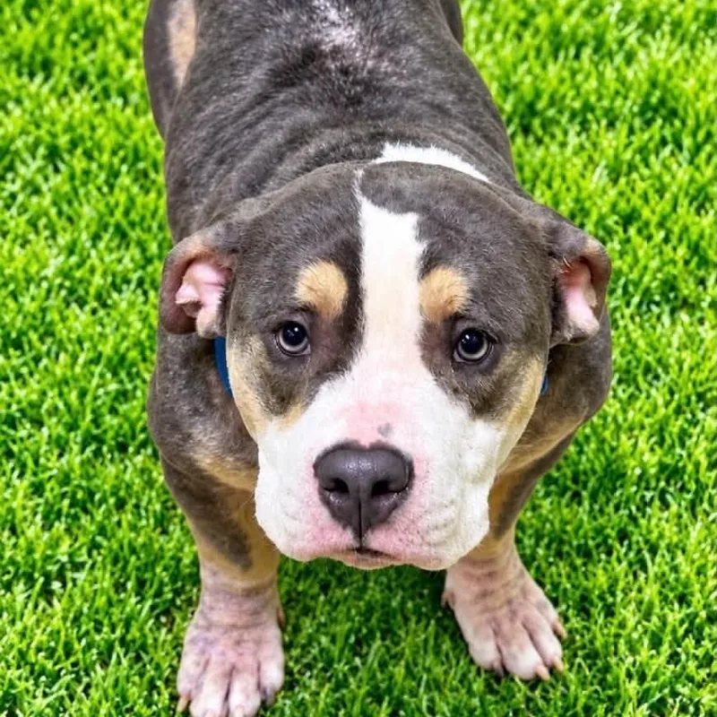 An adult medium-sized male Tricolor (Brown, Black, & White) American Bully dog named Diesel for adoption in Battle Creek, MI