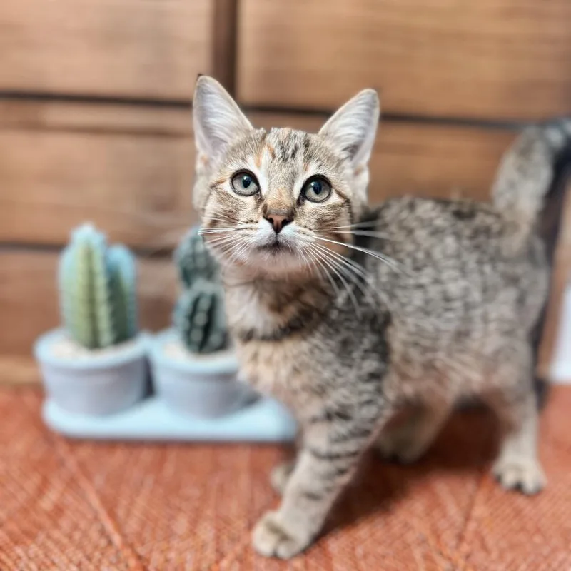 A baby small-sized female Buff / Tan / Fawn Domestic Short Hair cat named Sahara for adoption in Brownsboro, AL