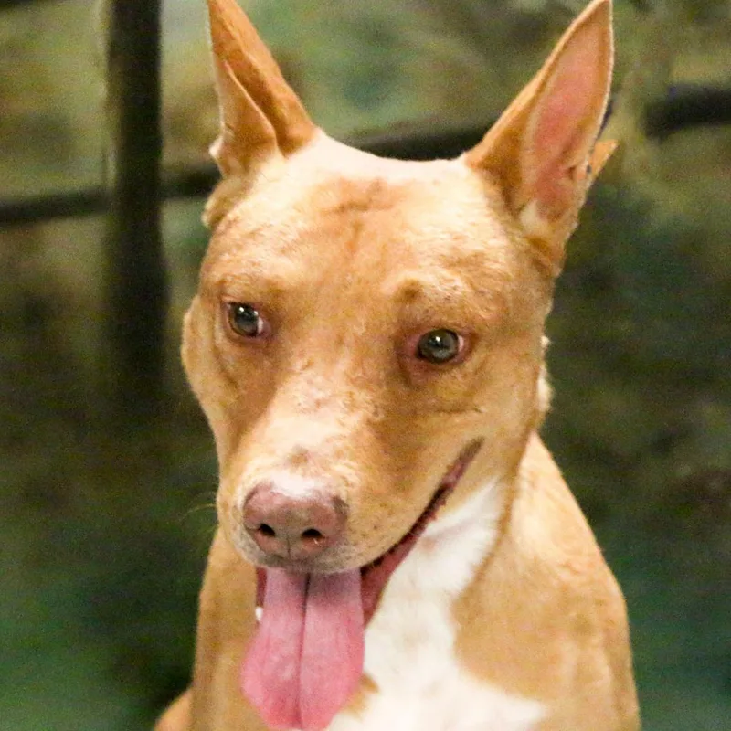 A senior medium-sized male Yellow / Tan / Blond / Fawn Cattle Dog dog named Scooter for adoption in Casa Grande, AZ