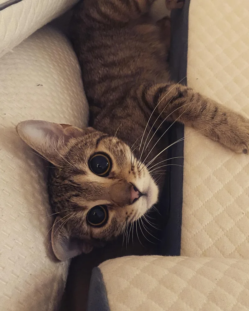 Athena