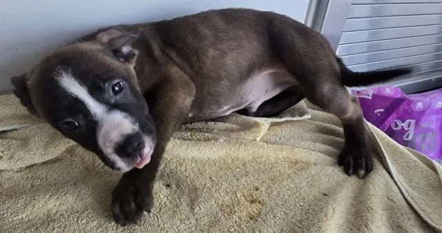 A baby small-sized male Husky dog named Kobe for adoption in Lancaster, CA