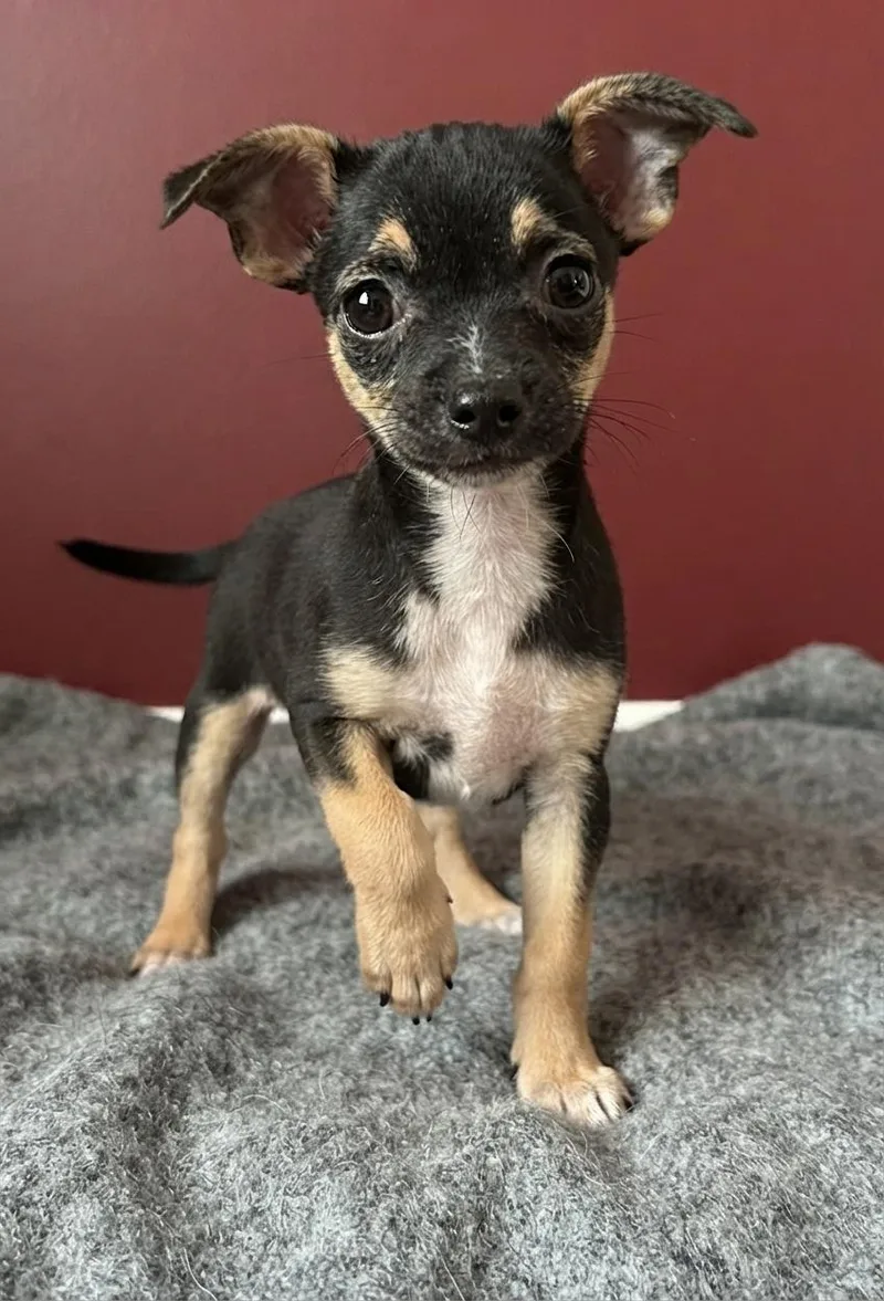 A baby small-sized male Tricolor (Brown, Black, & White) Chihuahua dog named Skittles for adoption in Boca Raton, FL