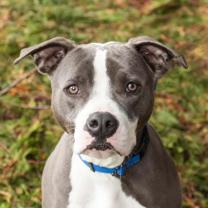 An adult large-sized male Gray / Blue / Silver Mixed Breed dog named Louie for adoption in Middletown, RI