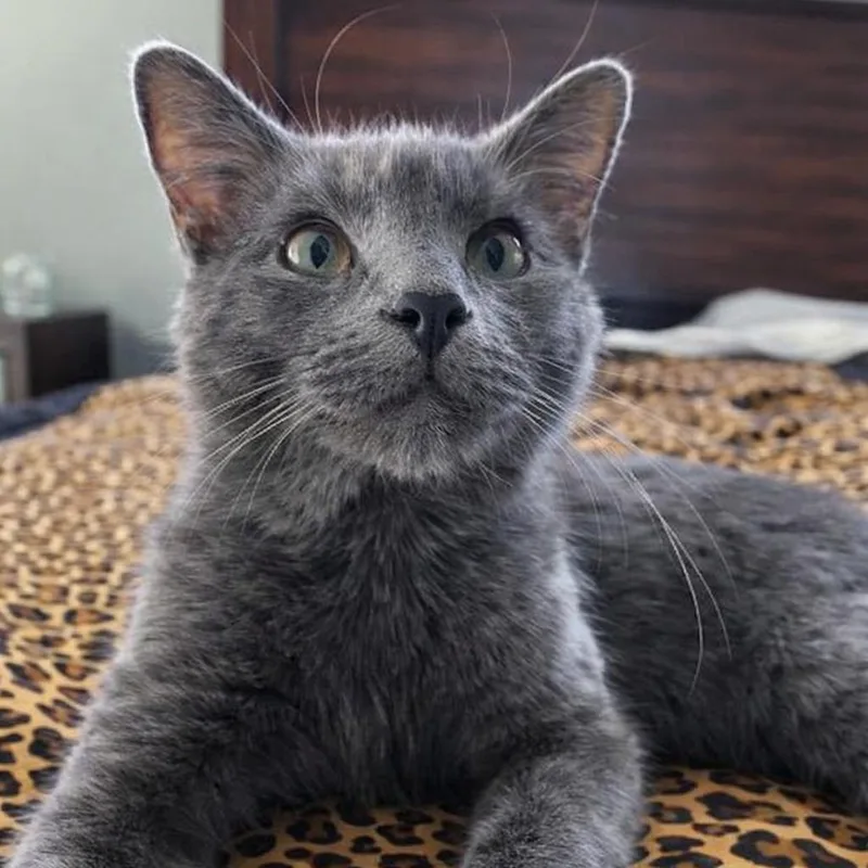 A young medium-sized male Gray / Blue / Silver Domestic Short Hair cat named Latarka for adoption in Davenport, IA