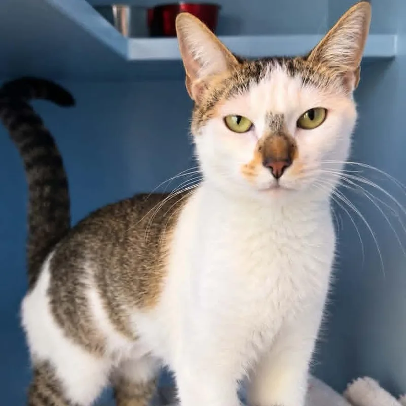 An adult medium-sized female Domestic Short Hair cat named Geneva for adoption in Salisbury, MA