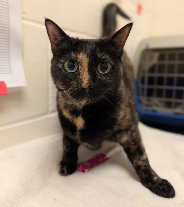 A senior small-sized female Domestic Short Hair cat named Francine for adoption in Santa Rosa, CA