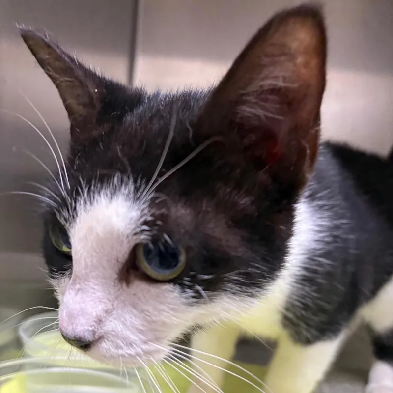 A young medium-sized female Black Domestic Short Hair cat named Isabelle for adoption in Milton, FL