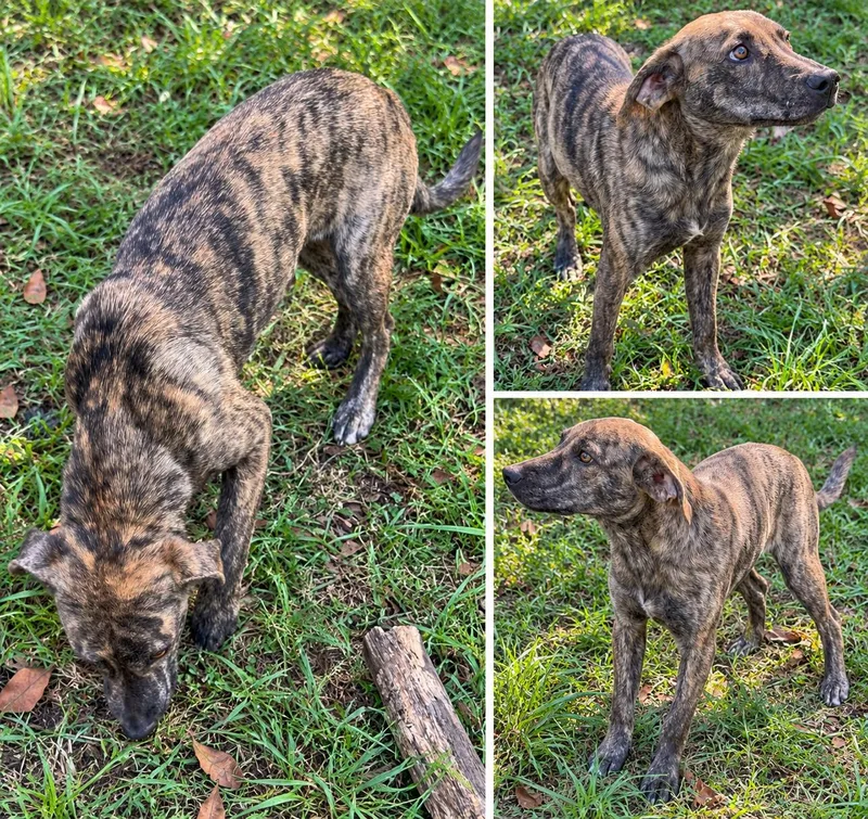 A baby medium-sized male Labrador Retriever dog named Smokey for adoption in Kiln, MS