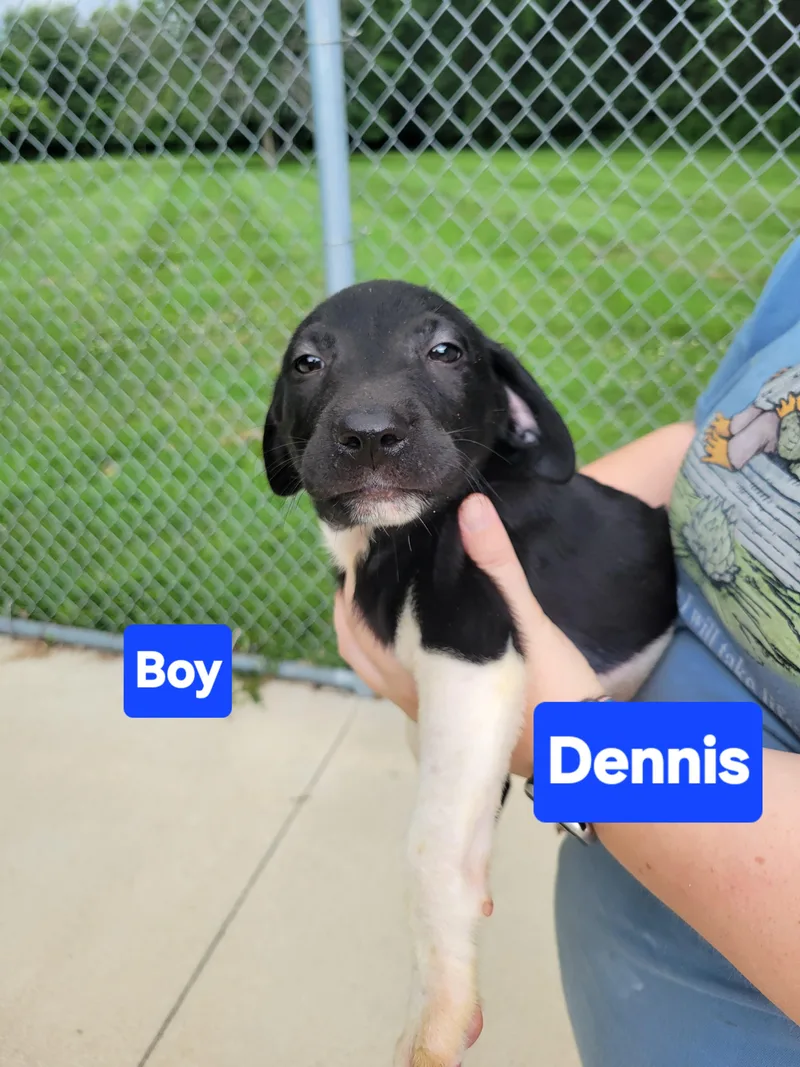 A young medium-sized male Black Labrador Retriever dog named Dennis for adoption in VANDALIA, IL