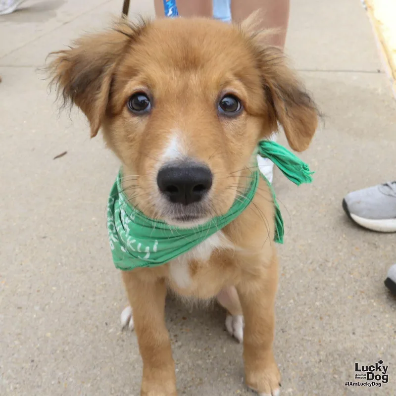 A baby large-sized male Spaniel dog named Chuck for adoption in Washington, DC