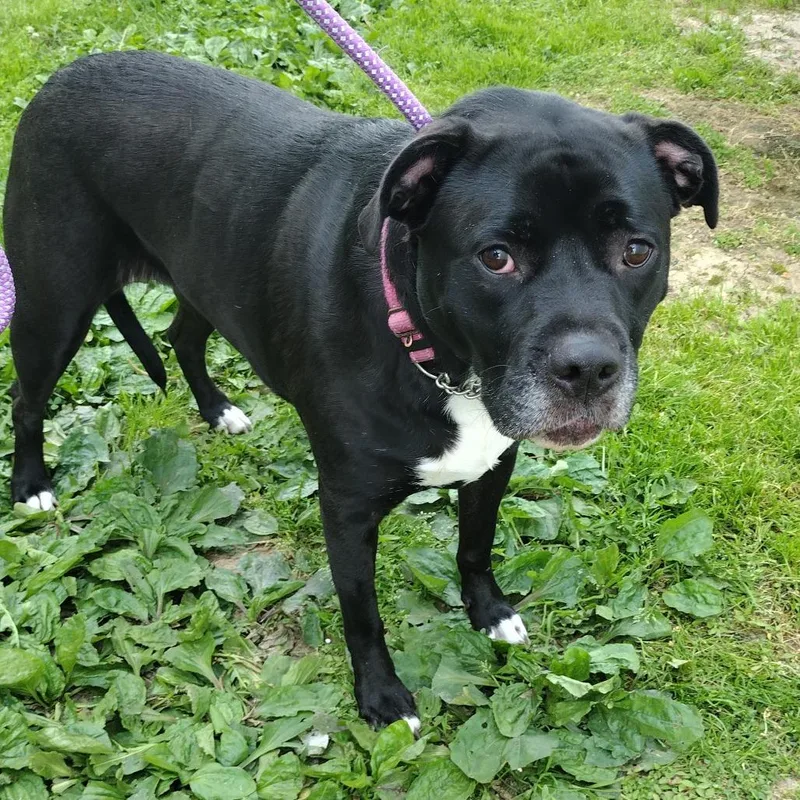 An adult medium-sized female Black Mixed Breed dog named Amara Fka Paris for adoption in Troy, IL