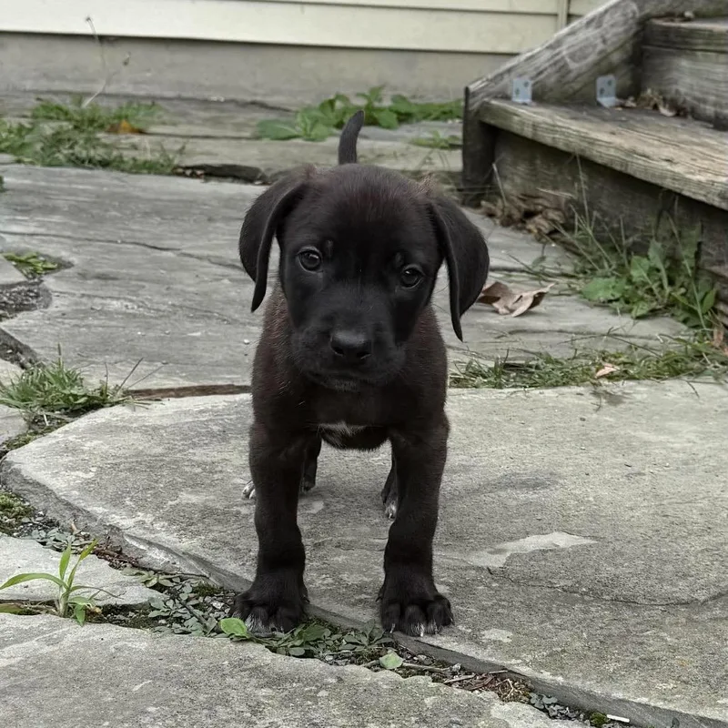 A baby medium-sized male Black Mixed Breed dog named Wump for adoption in Fredericksburg, VA