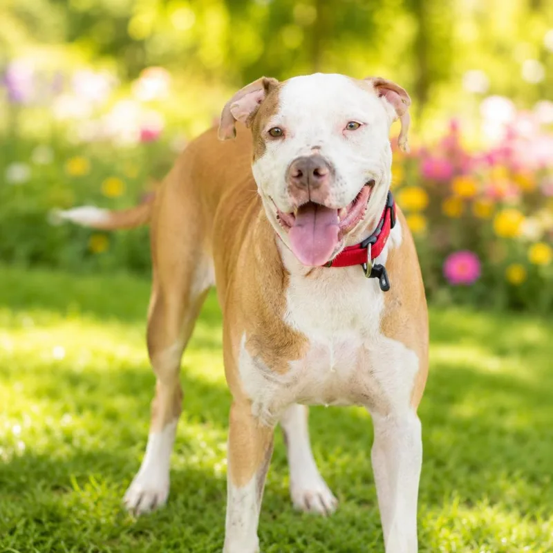 An adult medium-sized female Yellow / Tan / Blond / Fawn Pit Bull Terrier dog named Ruffle for adoption in East Saint Louis, IL