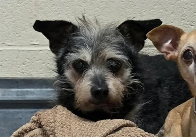 A senior small-sized male Terrier dog named Chip for adoption in Martinez, CA