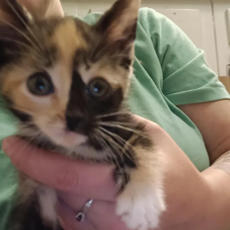 A baby small-sized female Tortoiseshell Domestic Short Hair cat named Willow for adoption in Marion, IL