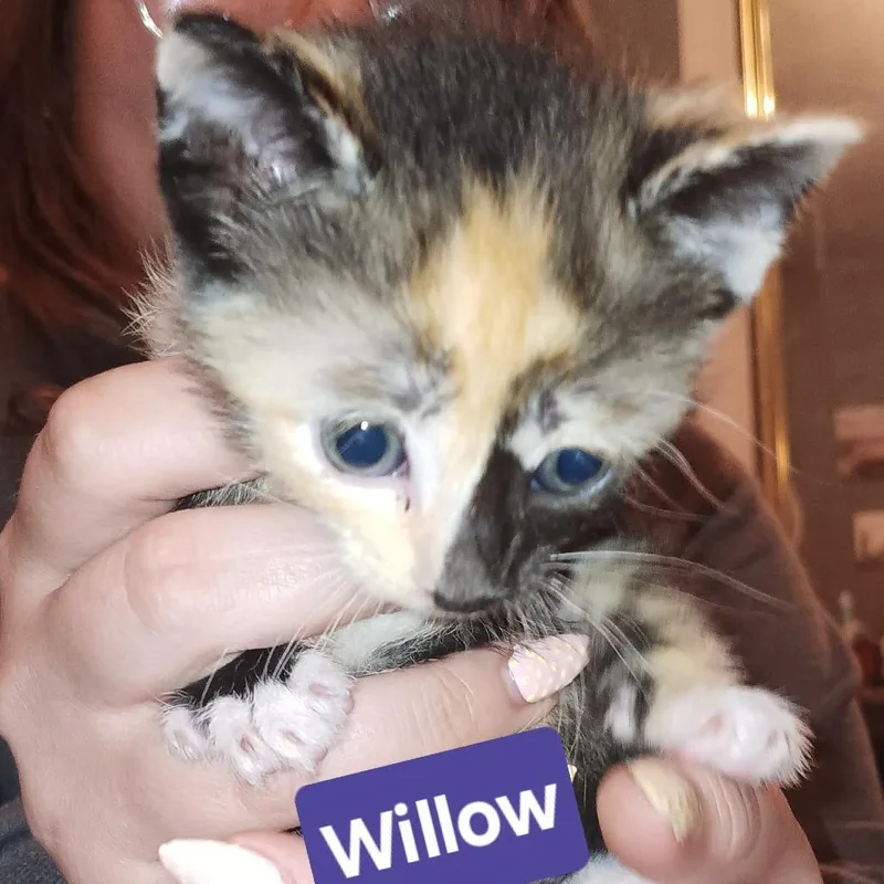 Willow thumbnail 2