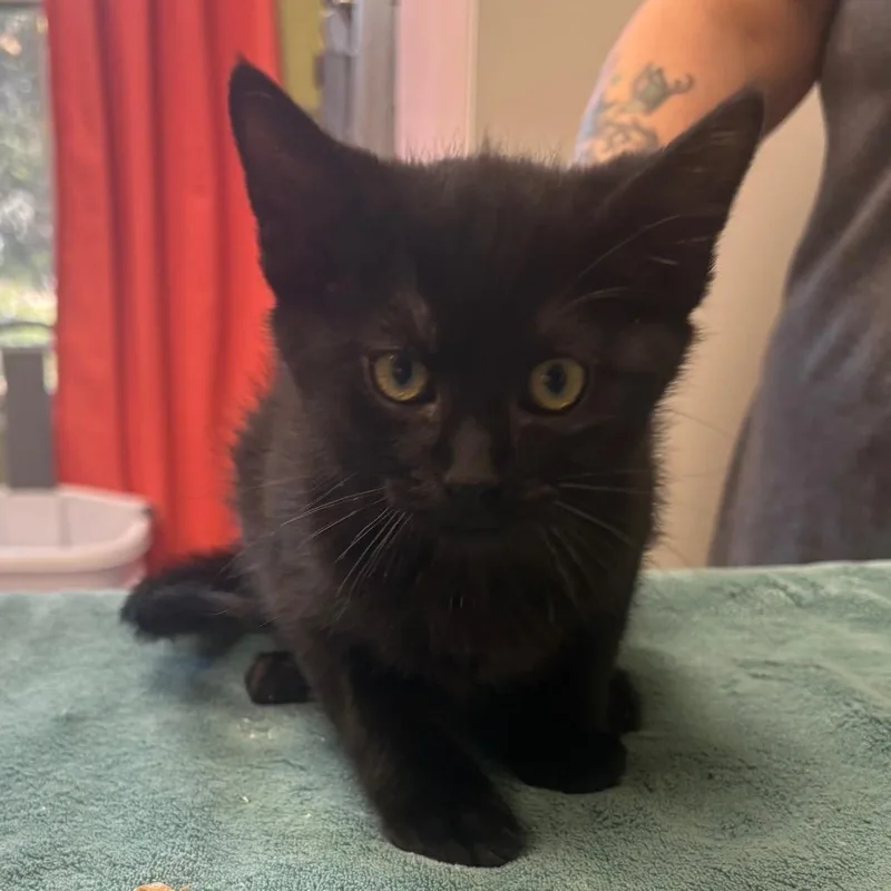 A baby small-sized male Black Domestic Short Hair cat named Bumble for adoption in Kyle, TX