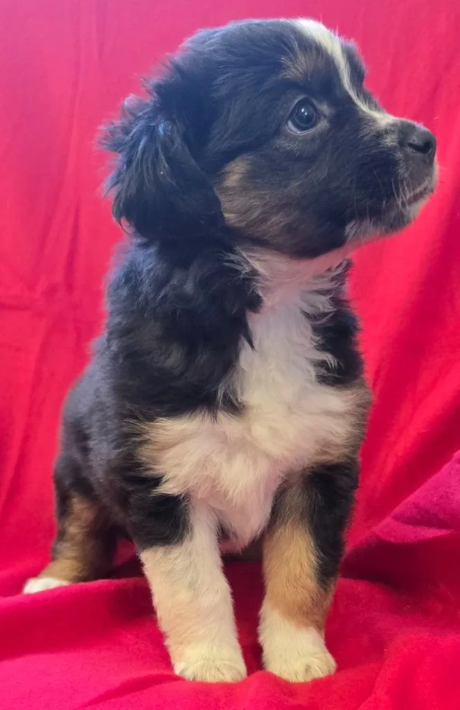 A baby medium-sized female Mixed Breed dog named Mabel for adoption in Murphysboro, IL