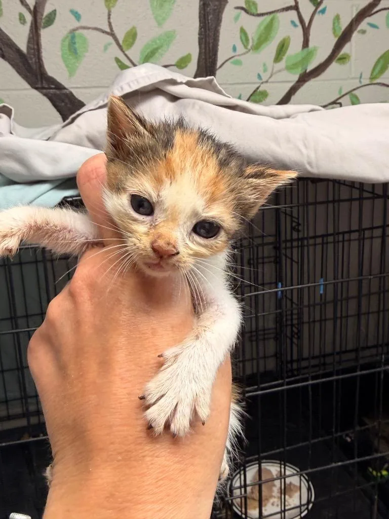 A baby small-sized female Domestic Medium Hair cat named Ginevra for adoption in Newnan, GA
