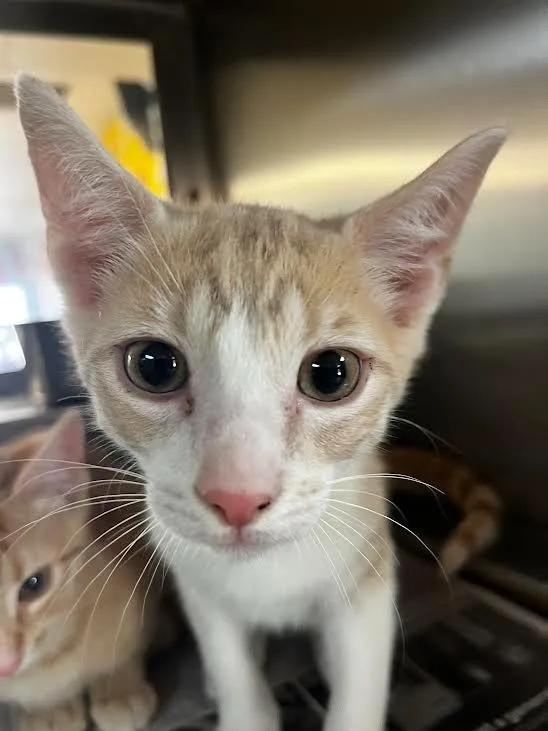 A baby medium-sized male Domestic Short Hair cat named Biscuit for adoption in Nacogdoches, TX