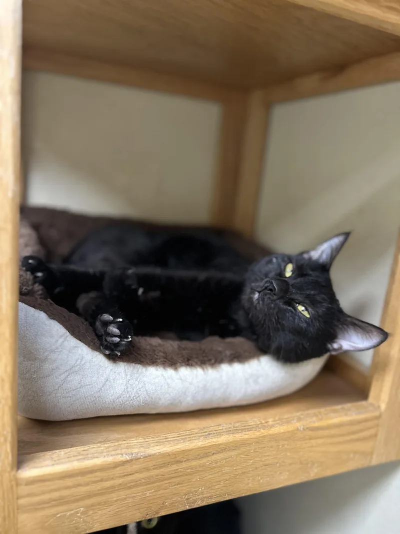 An adult medium-sized male Black Domestic Short Hair cat named Darwin for adoption in Myerstown, PA