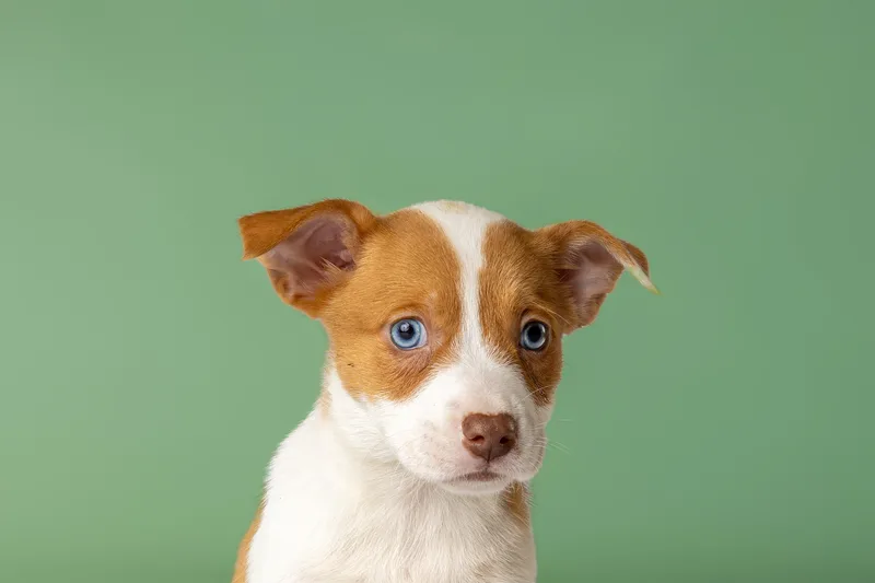 A baby medium-sized female Golden Australian Shepherd dog named Sashimi for adoption in Simsbury, CT