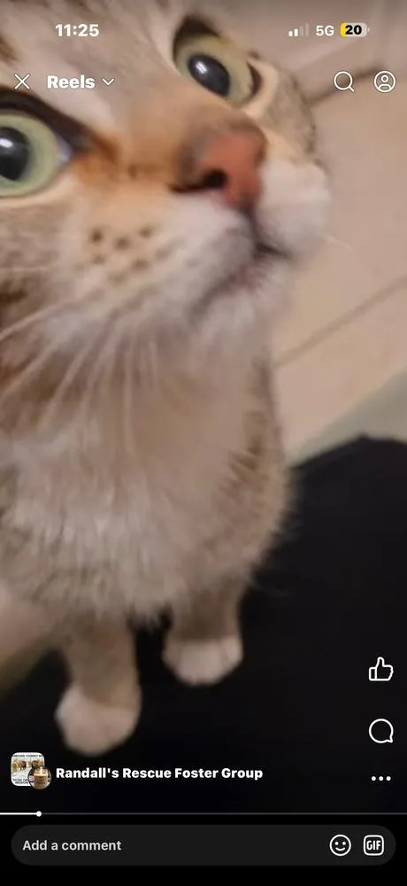 Kingsley thumbnail 2