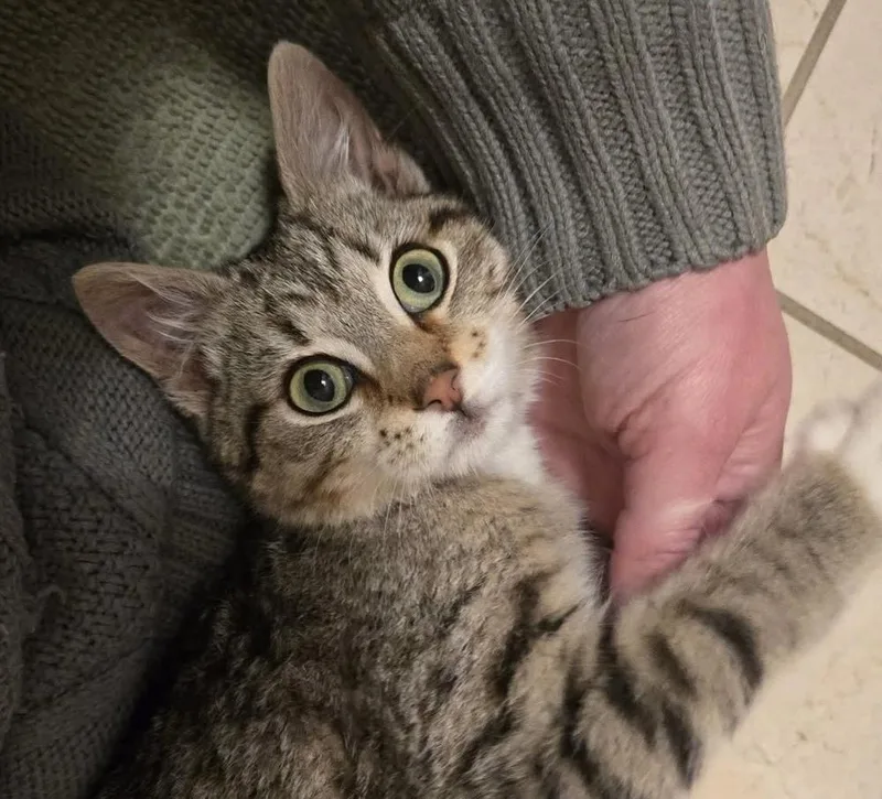 Kingsley thumbnail 3