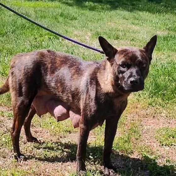 An adult medium-sized female Brindle Mixed Breed dog named Caramel Drizzle for adoption in Fredericksburg, VA
