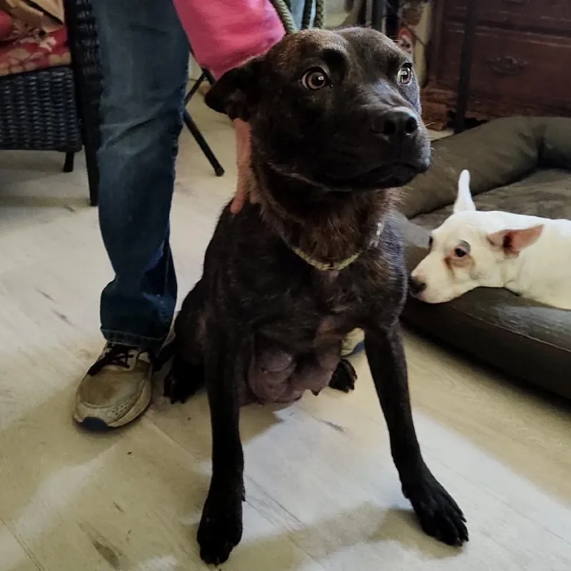 Caramel Drizzle thumbnail 2