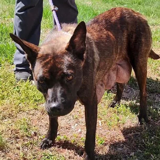 Caramel Drizzle thumbnail 3