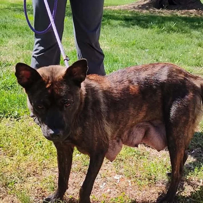 Caramel Drizzle thumbnail 4