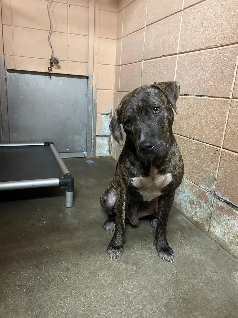 An adult medium-sized male Pit Bull Terrier dog named Franky for adoption in Gautier, MS
