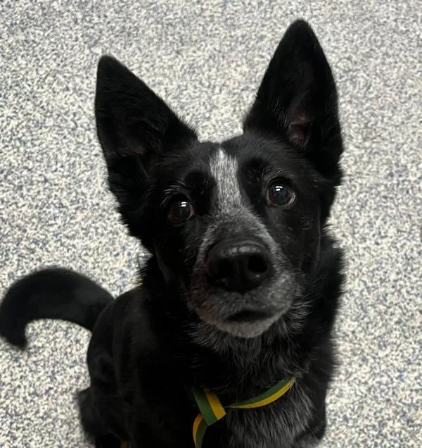 An adult medium-sized female Australian Cattle Dog / Blue Heeler dog named Nova for adoption in Golden, CO