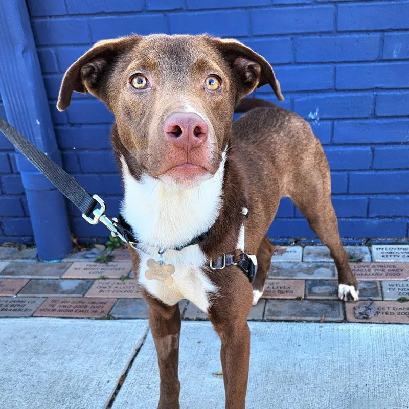 A young medium-sized male Brown / Chocolate Labrador Retriever dog named Toffee for adoption in Falls Church, VA