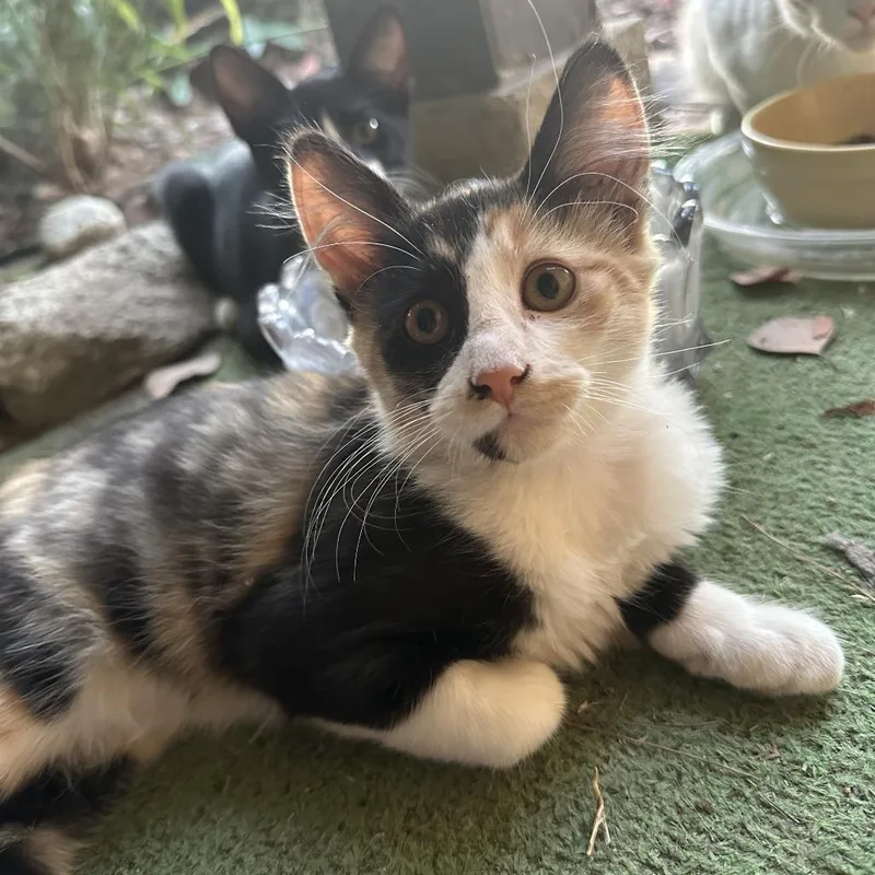Stella