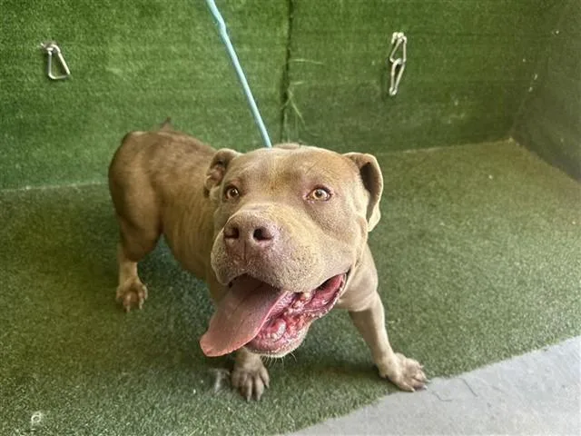 An adult medium-sized male American Bully dog named Hippo for adoption in Lancaster, CA