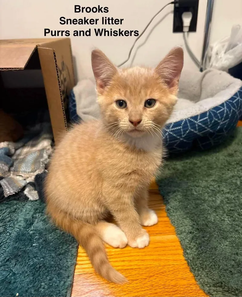 A baby medium-sized male Orange & White Domestic Short Hair cat named Brooks for adoption in New Hartford, NY