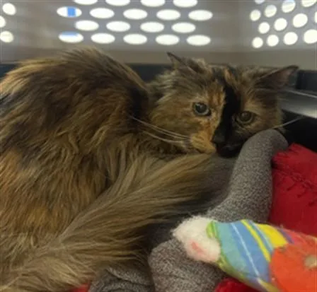 A senior small-sized female Domestic Long Hair cat named Daisy for adoption in Loveland, CO