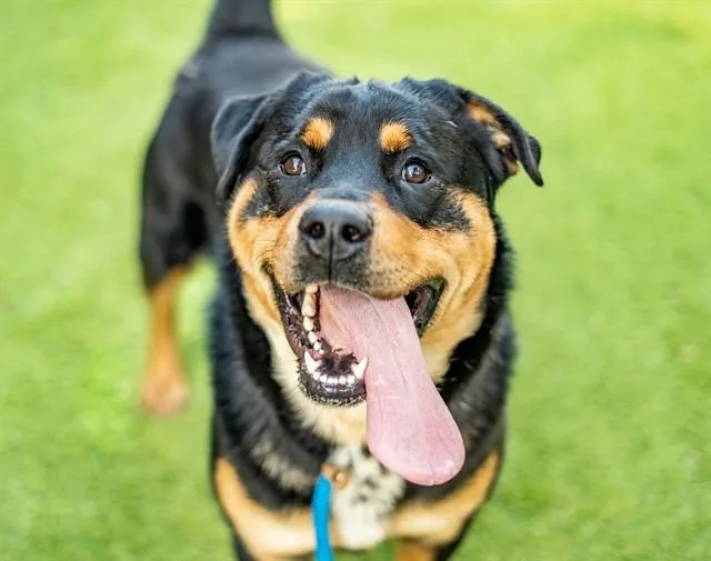A young large-sized male Rottweiler dog named Truck for adoption in San Jose, CA