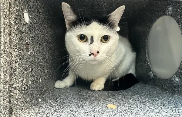 An adult medium-sized male Domestic Short Hair cat named Cyril for adoption in New York, NY