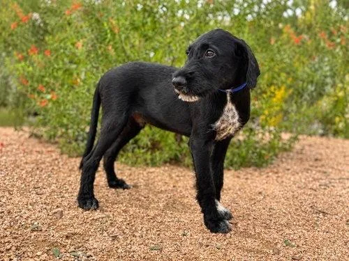 A baby medium-sized male Black Labradoodle dog named Ryder for adoption in Boerne, TX