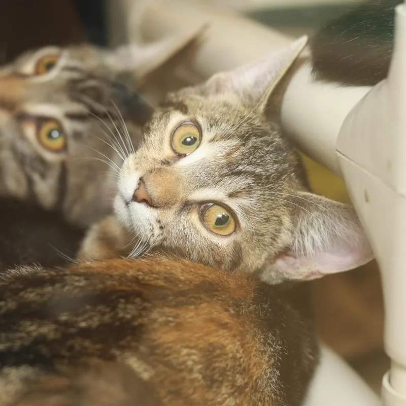 Kit Kat